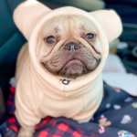 狗卫衣厂家-豪华加垫毛绒外套冬季