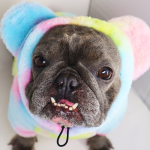 狗卫衣厂家-豪华加垫毛绒外套冬季