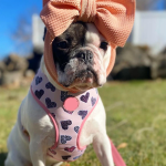 狗背带厂家-新款时尚双面印花PU皮革