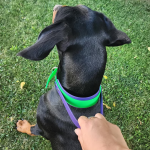 狗项圈厂家-可定制耐用手柄防水