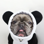 宠物服装厂家-狗熊猫服装保暖可洗棉