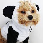 宠物服装厂家-狗熊猫服装保暖可洗棉