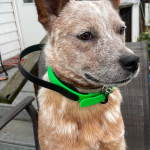 狗项圈厂家-防水PVC易清洁可调