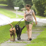 狗牵引绳厂家-360度旋转分隔器双犬用