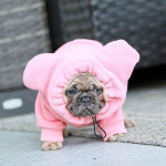 狗卫衣厂家-豪华加垫毛绒外套冬季