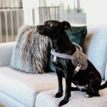 狗背带厂家-可定制防爆冲粗花呢训练款