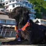 宠物牵引绳套装厂家-新款防臭海洋系列