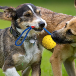 宠物球玩具厂家-热销批发无毒橡胶