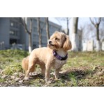 狗项圈厂家-工厂可定制反光夜安全闪光