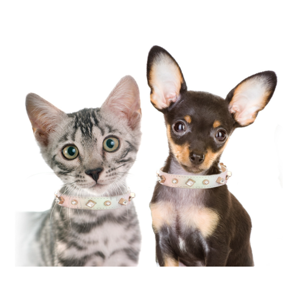 宠物项链生产商-串珠甜美风格塑料小