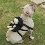 犬类牵引背包生产商-中小型乌龟袋零食