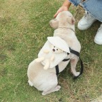 犬类牵引背包生产商-中小型乌龟袋零食