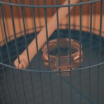 鸟笼生产商-批发热销小型圆顶