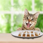 宠物舔垫厂家-现代防呛慢食器