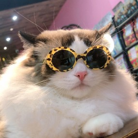 Pet Eyewear Factory - Good Price Fashion Cute Plastic PC for Dog Cat
