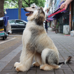 狗背带厂家-新款软垫重型3扣可个性化