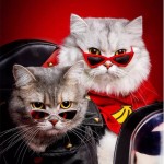 宠物太阳镜厂家-可爱猫眼框酒红色防紫外线Cosplay