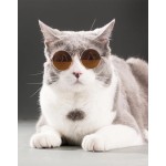 宠物配件眼镜厂家-狗猫背带配件幼犬装饰