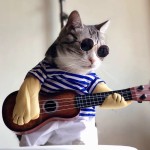 宠物配件眼镜厂家-狗猫背带配件幼犬装饰