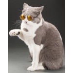 宠物配件眼镜厂家-狗猫背带配件幼犬装饰