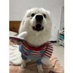 宠物夹克厂家-热销豪华软法兰绒舒适棉冬季