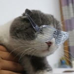 宠物护目镜厂家-可调尺寸高端太阳镜狗猫用