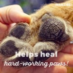 Eco-Friendly Paw Balm Factory - Private Label 100% Natural