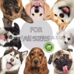 Cat Joint Chews Supplier - Wholesale Custom Hip Joint Support