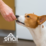 Pet Joint Supplement Manufacturer - AONAI Private Label Hip Joint Muscle Gain