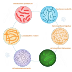 动物液体维生素厂家-15合1复合维生素滴剂皮肤毛发心脏