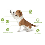 动物液体维生素厂家-15合1复合维生素滴剂皮肤毛发心脏