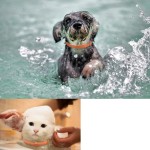 宠物镇静项圈厂家-可调抗焦虑批发厂家