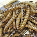 超级麦皮虫生产商供应商-专业优惠价格