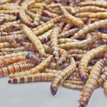 超级麦皮虫生产商供应商-专业优惠价格