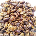 冻干蚕蛹供应商-中国专业制造