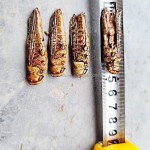 有机蚱蜢供应商-优惠价格天然健康