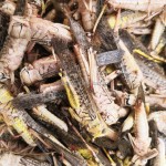 有机蚱蜢供应商-优惠价格天然健康