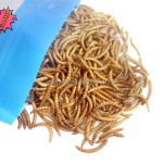 有机黄粉虫供应商-批发优质非转基因零食