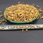 野生鸟食粉虫厂家-100%天然养殖场