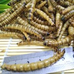 超级麦皮虫生产商供应商-专业优惠价格