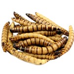 干燥超级麦皮虫宠物食品供应商-热销有机营养