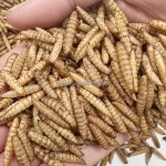 鸡用黑水虻厂家-微波干燥3.5kg每袋