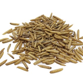 Calciworm Supplier - High Calcium Impurity-free Private Label