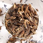 干燥蟋蟀昆虫饲料供应商-新型纯天然