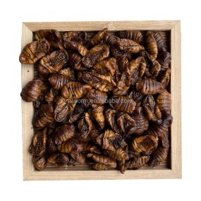 Frozen Dried Silkworm Pupa Supplier - China Professional Manufacture