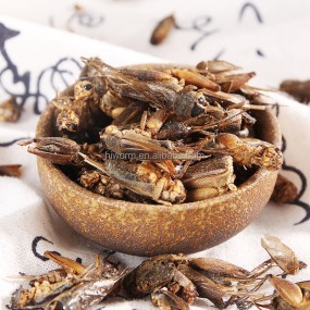 Dried Crickets for Animals Factory - Wholesale High-Protein Fish