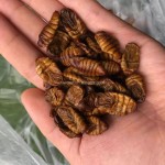 冻干蚕蛹供应商-中国专业制造