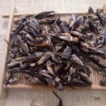 宠物爬虫蟋蟀厂家-批发天然高蛋白