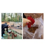 干燥黑水虻幼虫生产商-厂家直供批量供应