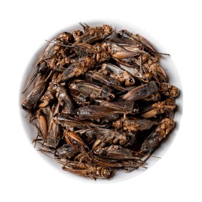 Dried Crickets Manufacturer - Factory Sale Pure Natural Reptile